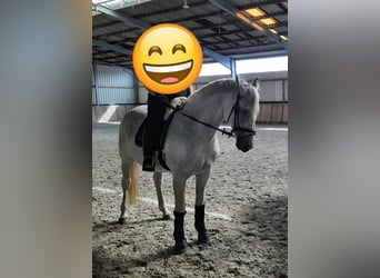 Oldenburger, Stute, 15 Jahre, 169 cm, Fliegenschimmel