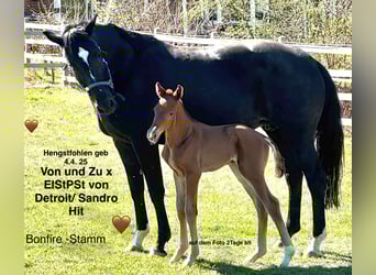 Oldenburger, Stute, 15 Jahre, 170 cm, Rappe