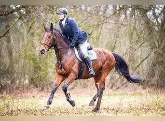 Oldenburger, Stute, 15 Jahre, 172 cm, Brauner