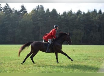 Oldenburger, Stute, 15 Jahre, 172 cm, Brauner