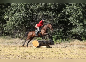 Oldenburger, Stute, 15 Jahre, 172 cm, Brauner