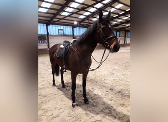 Oldenburger, Stute, 15 Jahre, 172 cm, Brauner