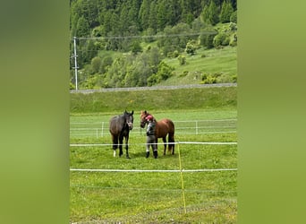 Oldenburger, Stute, 15 Jahre, 172 cm, Dunkelbrauner