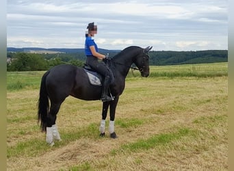 Oldenburger, Stute, 15 Jahre, 172 cm, Rappe