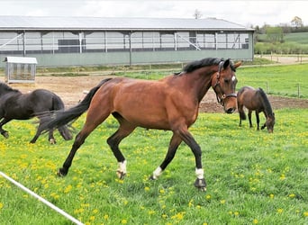 Oldenburger, Stute, 15 Jahre, 176 cm, Brauner