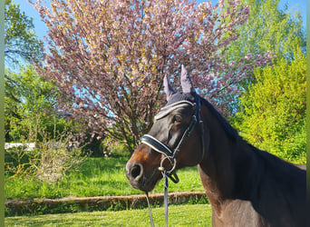 Oldenburger, Stute, 16 Jahre, 161 cm