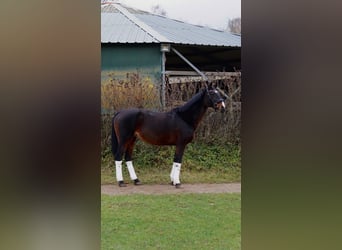 Oldenburger, Stute, 16 Jahre, 165 cm, Brauner