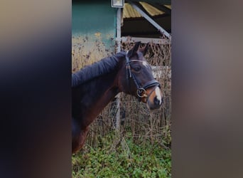 Oldenburger, Stute, 16 Jahre, 165 cm, Brauner