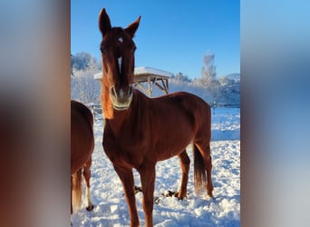 Oldenburger, Stute, 16 Jahre, 165 cm, Dunkelfuchs