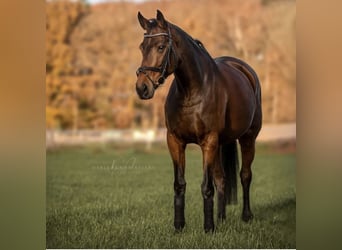 Oldenburger, Stute, 16 Jahre, 168 cm, Brauner