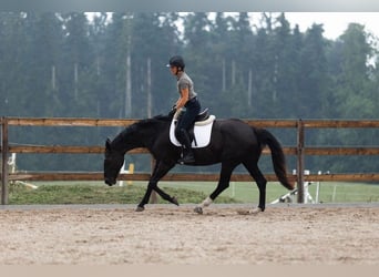 Oldenburger, Stute, 16 Jahre, 168 cm, Rappe