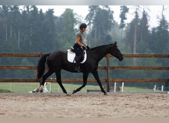 Oldenburger, Stute, 16 Jahre, 168 cm, Rappe
