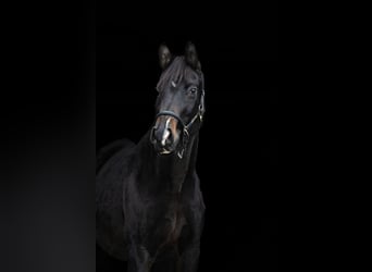 Oldenburger, Stute, 16 Jahre, 168 cm, Schwarzbrauner