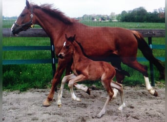 Oldenburger, Stute, 16 Jahre, 170 cm, Dunkelfuchs