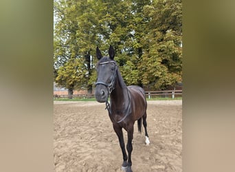 Oldenburger, Stute, 16 Jahre, 170 cm, Rappe