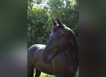 Oldenburger, Stute, 16 Jahre, 173 cm, Rappe