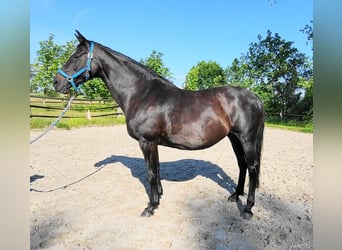 Oldenburger, Stute, 16 Jahre, 173 cm, Schwarzbrauner