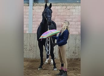 Oldenburger, Stute, 16 Jahre, 186 cm, Rappe