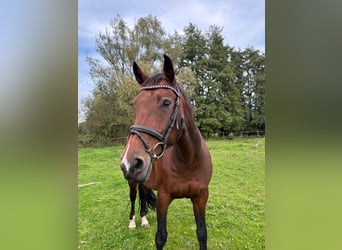 Oldenburger, Stute, 16 Jahre, Brauner