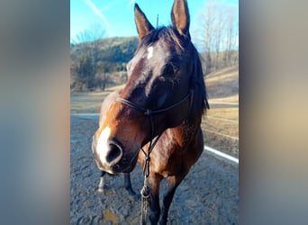 Oldenburger, Stute, 16 Jahre, Brauner