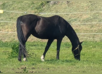 Oldenburger, Stute, 17 Jahre, 160 cm, Rappe