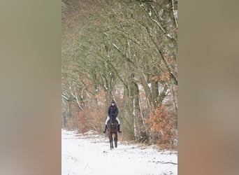 Oldenburger, Stute, 17 Jahre, 165 cm, Dunkelbrauner