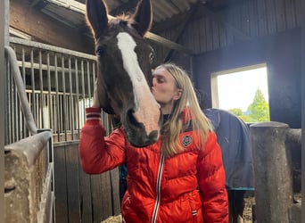 Oldenburger, Stute, 17 Jahre, 165 cm, Dunkelfuchs