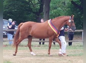 Oldenburger, Stute, 17 Jahre, 169 cm, Fuchs