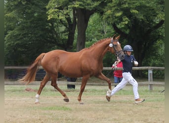 Oldenburger, Stute, 17 Jahre, 169 cm, Fuchs