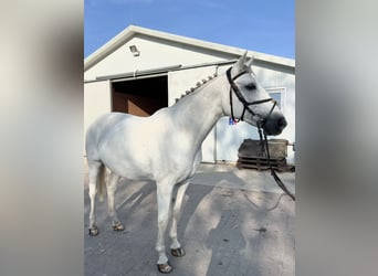 Oldenburger, Stute, 17 Jahre, 169 cm, White