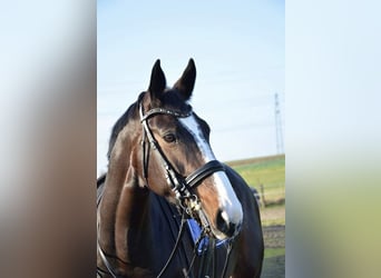 Oldenburger, Stute, 17 Jahre, 170 cm, Brauner
