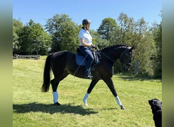 Oldenburger, Stute, 17 Jahre, 170 cm, Schwarzbrauner