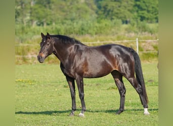Oldenburger, Stute, 17 Jahre, 170 cm, Schwarzbrauner
