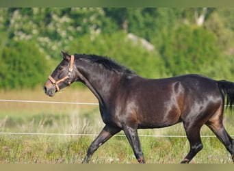 Oldenburger, Stute, 17 Jahre, 170 cm, Schwarzbrauner