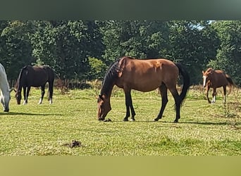 Oldenburger, Stute, 17 Jahre, Brauner