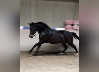 Oldenburger, Stute, 17 Jahre