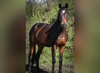 Oldenburger, Stute, 18 Jahre, 155 cm, Brauner