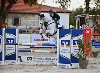 Oldenburger, Stute, 18 Jahre, 164 cm, Schimmel
