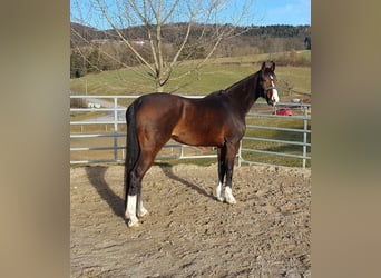 Oldenburger, Stute, 18 Jahre, 165 cm, Brauner
