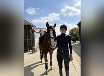 Oldenburger, Stute, 18 Jahre, 165 cm, Dunkelfuchs