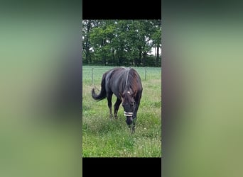 Oldenburger, Stute, 18 Jahre, 165 cm, Dunkelfuchs