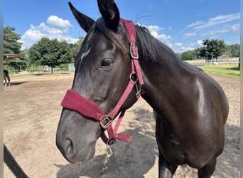 Oldenburger, Stute, 18 Jahre, 165 cm, Rappe