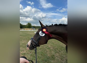 Oldenburger, Stute, 18 Jahre, 168 cm, Schwarzbrauner