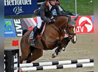 Oldenburger, Stute, 18 Jahre, 169 cm, Brauner