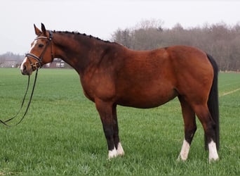 Oldenburger, Stute, 18 Jahre, 169 cm, Brauner