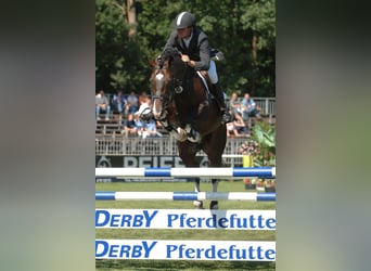 Oldenburger, Stute, 18 Jahre, 169 cm, Brauner