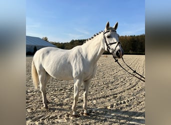 Oldenburger, Stute, 18 Jahre, 169 cm, White