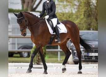 Oldenburger, Stute, 18 Jahre, 170 cm, Brauner
