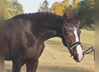 Oldenburger, Stute, 18 Jahre, 170 cm, Brauner