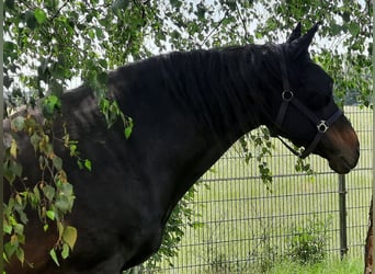 Oldenburger, Stute, 18 Jahre, 170 cm